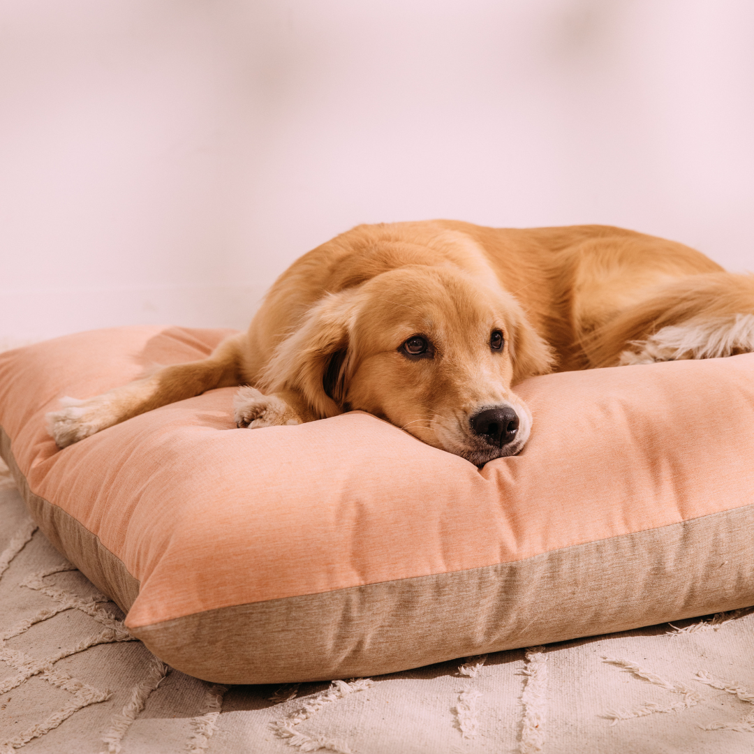 Camas para golden retriever 2025